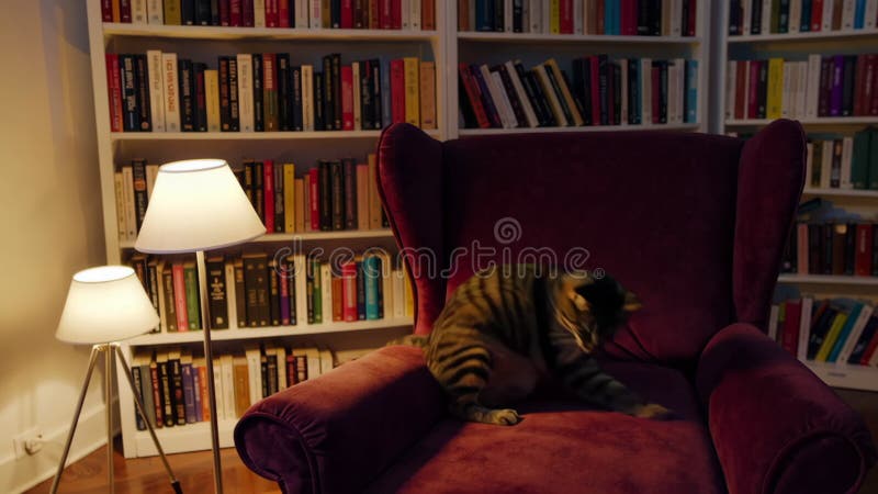 Γάτα Tabby χαλαρώνει σε μοβ καναπέ σε βιβλιοθήκη ελεύθερη απεικόνιση δικαιώματος