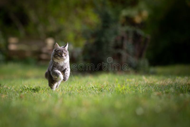 young playful blue tabby maine coon cat running in garden full speed looking straight ahead on a sunny day. young playful blue tabby maine coon cat running in garden full speed looking straight ahead on a sunny day