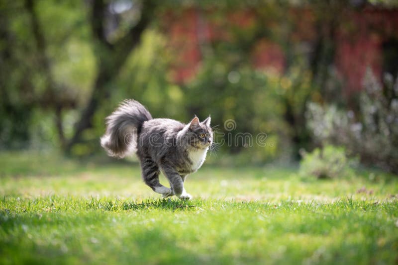 blue tabby maine coon cat running over the grass at high speed in the back yard on a sunny day. blue tabby maine coon cat running over the grass at high speed in the back yard on a sunny day