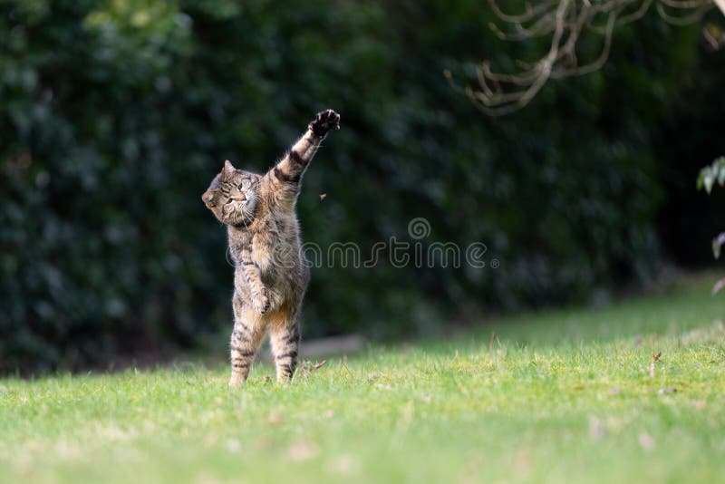 cat hunting insect outdoors in the garden jumping up raising paw with copy space. cat hunting insect outdoors in the garden jumping up raising paw with copy space