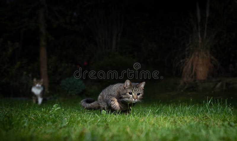 Tabby domestic shorthair cat on the prowl outdoors at night. Another cat in the background is watching. Tabby domestic shorthair cat on the prowl outdoors at night. Another cat in the background is watching.