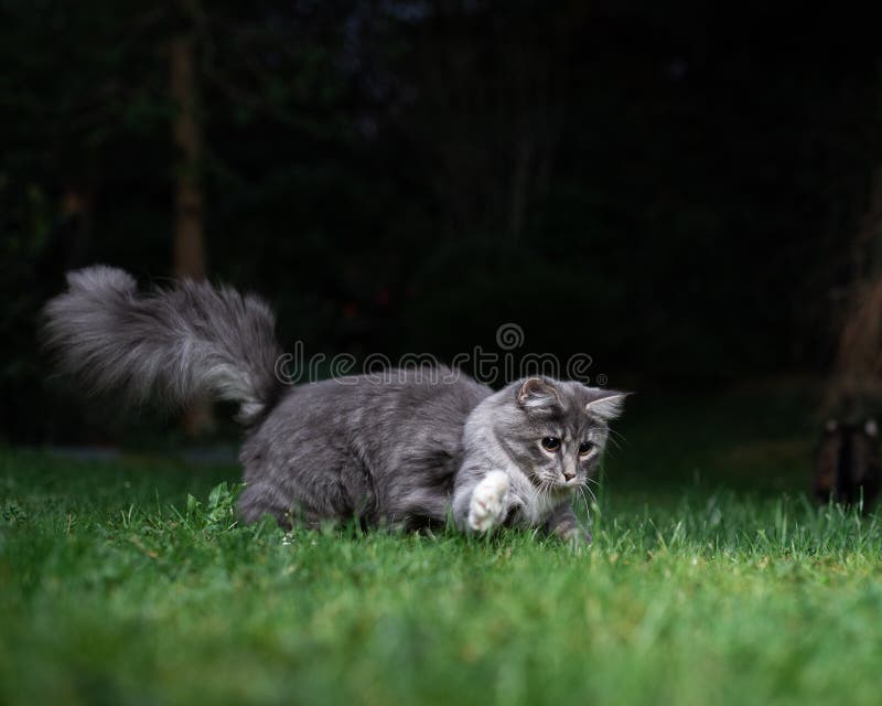 Blue tabby maine coon cat hunting in the back yard at night moving quickly on the lawn. Blue tabby maine coon cat hunting in the back yard at night moving quickly on the lawn