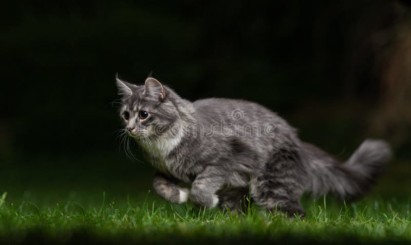 Side view of a blue tabby maine coon cat running over the lawn quickly hunting at night. Side view of a blue tabby maine coon cat running over the lawn quickly hunting at night