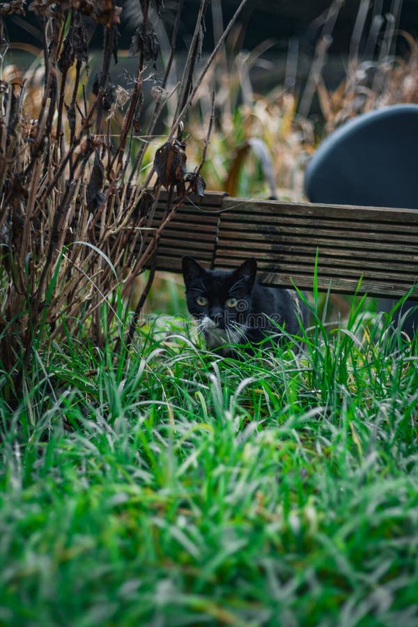 A picture of a cute cat popping out from under a wooden plank. The direct eye contact with the cat makes for an intense photo.The use of the Canon EOS D350 body and Canon EF 50mm 1.8 resulted in a very nice focus on the subject, and object blur. A picture of a cute cat popping out from under a wooden plank. The direct eye contact with the cat makes for an intense photo.The use of the Canon EOS D350 body and Canon EF 50mm 1.8 resulted in a very nice focus on the subject, and object blur.