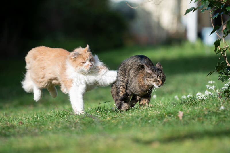 Fluffy longhair cat running hunting tabby shorthair cat outdoors in garden. Fluffy longhair cat running hunting tabby shorthair cat outdoors in garden