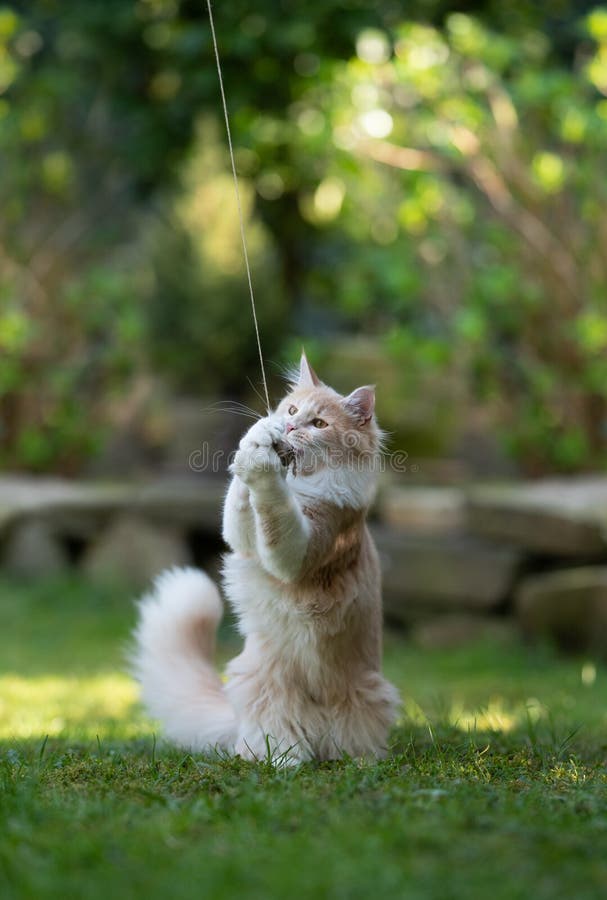 Fawn cream colored maine coon cat playing outdoors in the garden with a catnip toy. Fawn cream colored maine coon cat playing outdoors in the garden with a catnip toy