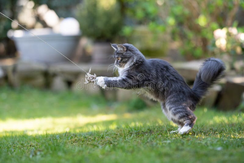 Side view of a blue tabby maine coon cat outdoors in the back yard catching a catnip toy on a sunny day. Side view of a blue tabby maine coon cat outdoors in the back yard catching a catnip toy on a sunny day