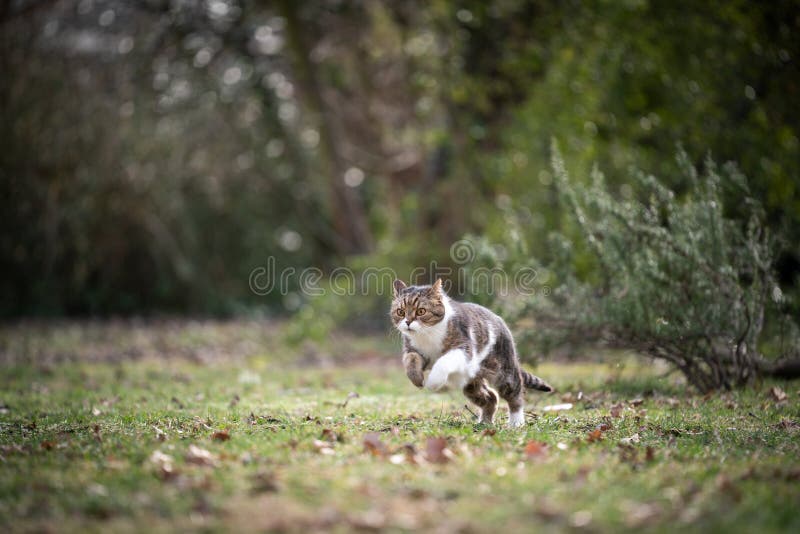 tabby white british shorthair cat running outdoors on green meadow in nature. tabby white british shorthair cat running outdoors on green meadow in nature