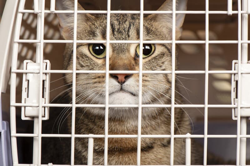 Closeup of a cat looking through the bars of a cage. Closeup of a cat looking through the bars of a cage