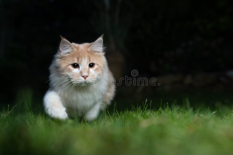 Front view of a young playful beige white maine coon cat hunting on meadow at night. Front view of a young playful beige white maine coon cat hunting on meadow at night