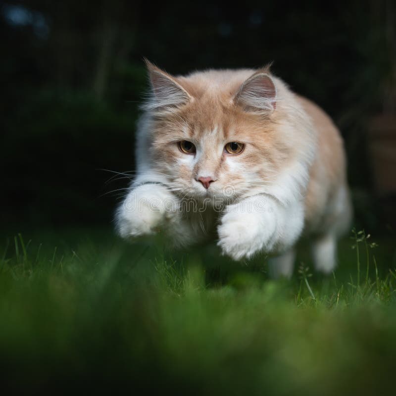 Young playful beige white maine coon cat hunting outdoors at night jumping on prey. Young playful beige white maine coon cat hunting outdoors at night jumping on prey