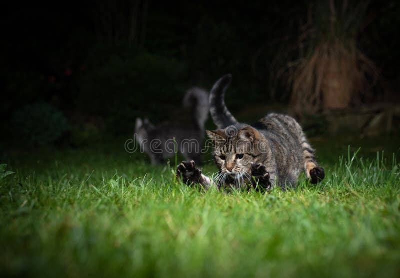 Playful tabby domestic shorthair cat hunting in the back yard on lawn at night. Playful tabby domestic shorthair cat hunting in the back yard on lawn at night