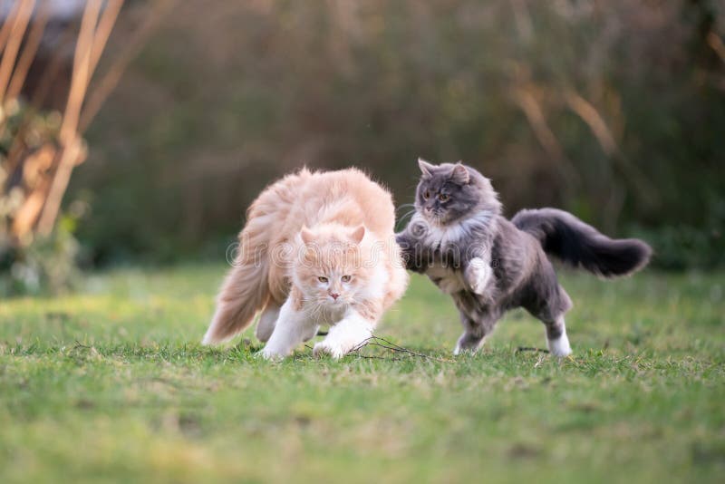 Two playful maine coon cats chasing each other outdoors in garden running side by side attacking. Two playful maine coon cats chasing each other outdoors in garden running side by side attacking