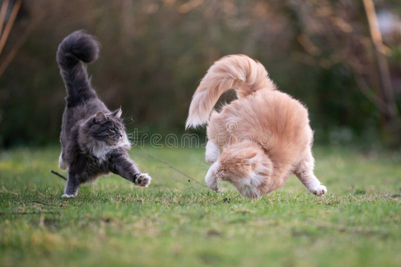 Two playful maine coon cats chasing each other outdoors in garden running side by side attacking. Two playful maine coon cats chasing each other outdoors in garden running side by side attacking