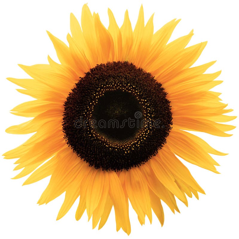 Γένους Helianthus H. Κλείσιμο μεγάλης φωτεινής και πολύχρωμης λεπτομερούς μακροεντολής επίπεδης διάταξης στοκ εικόνες