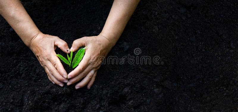 Γήινη ημέρα περιβάλλοντος στα χέρια των δέντρων που αυξάνεται τα σπορόφυτα Bokeh πράσινο δέντρο εκμετάλλευσης χεριών υποβάθρου θη