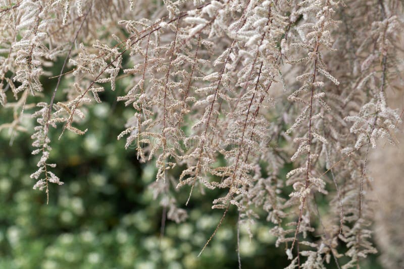 Γαλλικό gallica Tamarix δέντρων tamarisk στοκ εικόνα με δικαίωμα ελεύθερης χρήσης Γαλλικό gallica Tamarix δέντρων tamarisk στοκ εικόνα με δικαίωμα ελεύθερης χρήσης