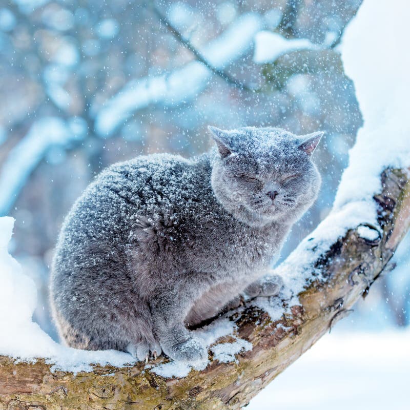 Γαλάζια Βρετανίδα Shorthair Cat κάθεται σε ένα δέντρο το χειμώνα στοκ εικόνα