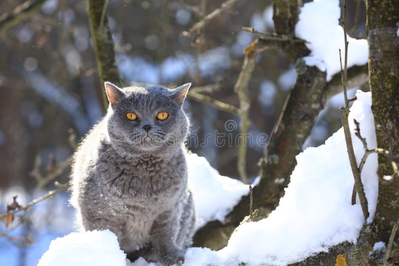 Γαλάζια Βρετανίδα Shorthair Cat κάθεται σε ένα δέντρο το χειμώνα στοκ φωτογραφία με δικαίωμα ελεύθερης χρήσης