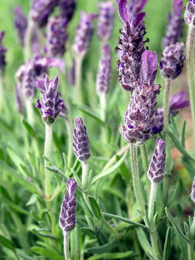 French lavender, lavender flowers, purple flowers, fresh lavender,  aromatherapy flower, close up. French lavender, lavender flowers, purple flowers, fresh lavender,  aromatherapy flower, close up