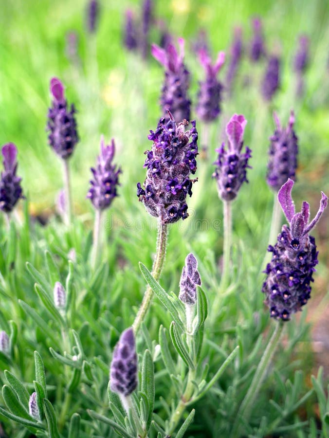 French lavender, lavender flowers, purple flowers, fresh lavender,  aromatherapy flower, close up. French lavender, lavender flowers, purple flowers, fresh lavender,  aromatherapy flower, close up