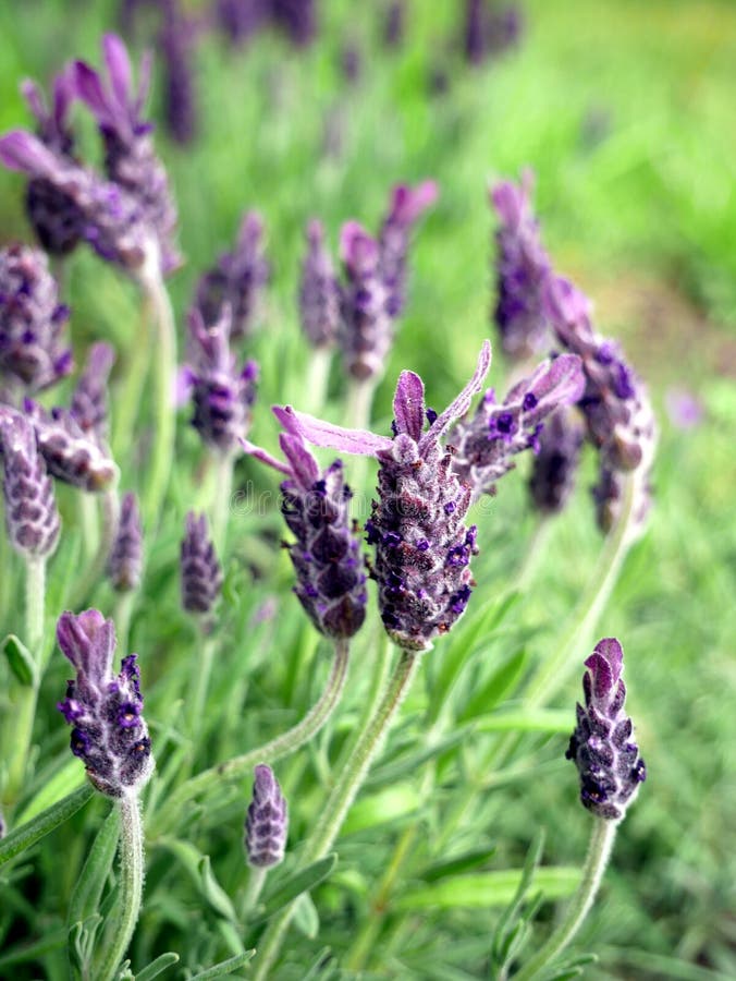 French lavender, lavender flowers, purple flowers, fresh lavender,  aromatherapy flower, close up. French lavender, lavender flowers, purple flowers, fresh lavender,  aromatherapy flower, close up