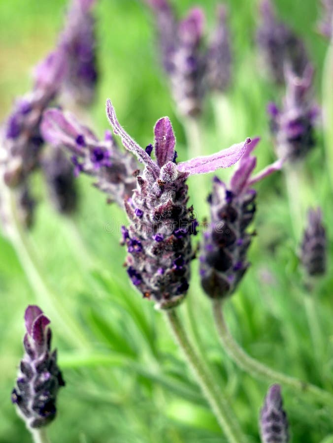 French lavender, lavender flowers, purple flowers, fresh lavender,  aromatherapy flower, close up. French lavender, lavender flowers, purple flowers, fresh lavender,  aromatherapy flower, close up