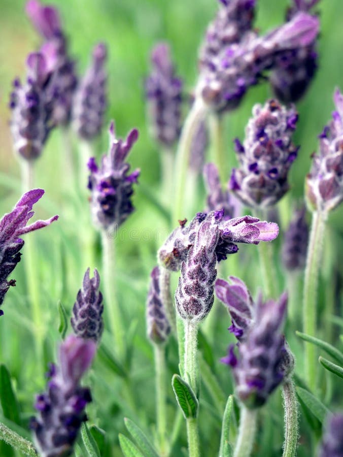 French lavender, lavender flowers, purple flowers, fresh lavender,  aromatherapy flower, close up. French lavender, lavender flowers, purple flowers, fresh lavender,  aromatherapy flower, close up