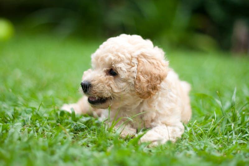 γαλλικό poodle κουτάβι στοκ εικόνες