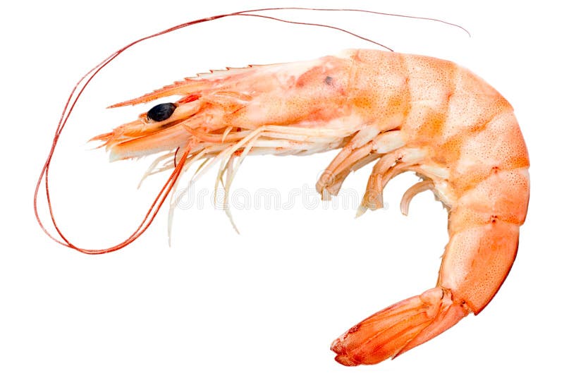 A closeup shot of a prawn isolated on a white background. A closeup shot of a prawn isolated on a white background