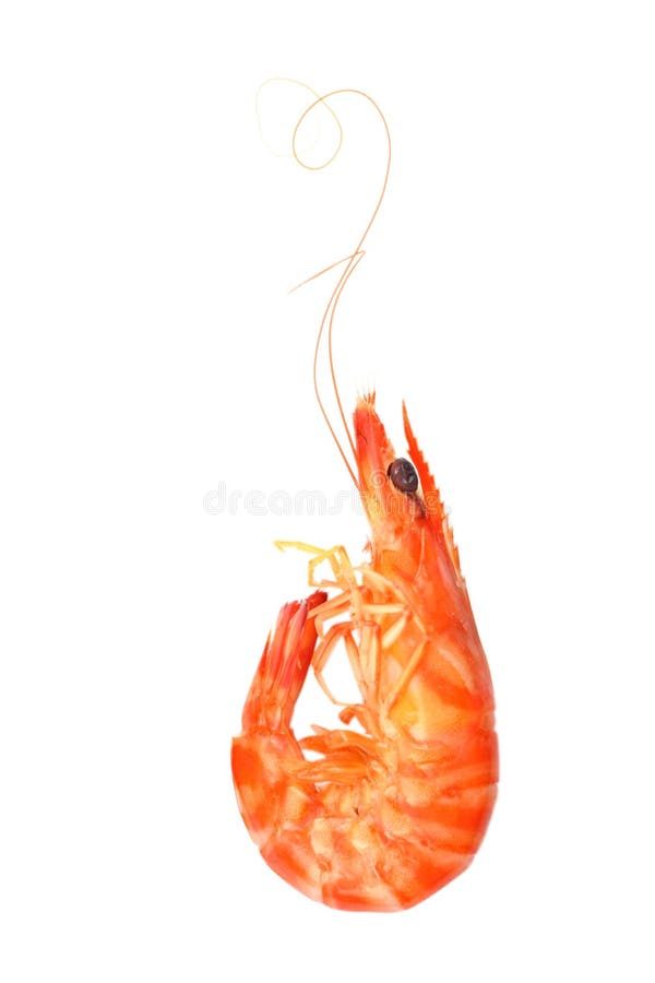 Boiled shrimp isolated on white background. Boiled shrimp isolated on white background