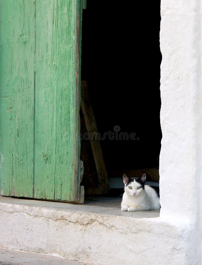 γατάκι στοκ φωτογραφία με δικαίωμα ελεύθερης χρήσης γατάκι στοκ φωτογραφία με δικαίωμα ελεύθερης χρήσης