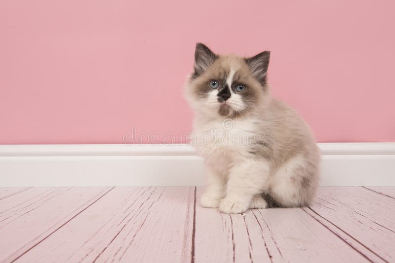 Γατάκι Ragdoll με το κάθισμα μπλε ματιών που εξετάζει τη κάμερα σε μια ρόδινη ρύθμιση καθιστικών στοκ φωτογραφίες Γατάκι Ragdoll με το κάθισμα μπλε ματιών που εξετάζει τη κάμερα σε μια ρόδινη ρύθμιση καθιστικών στοκ φωτογραφίες