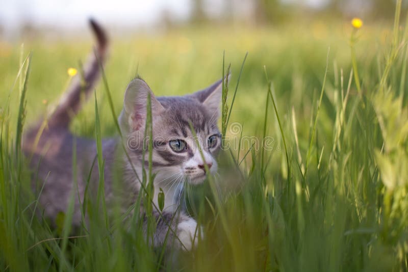 Little kitten walking in grass. Little kitten walking in grass