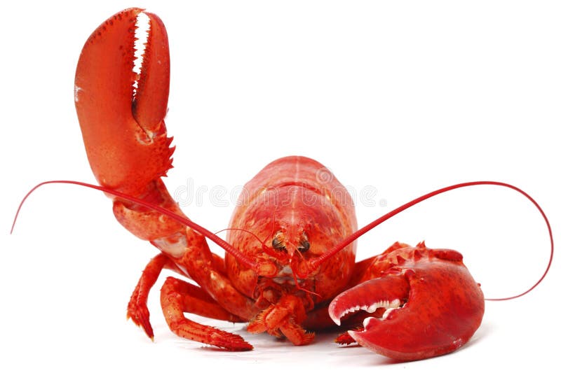 Hello lobster isolated on white background. Hello lobster isolated on white background