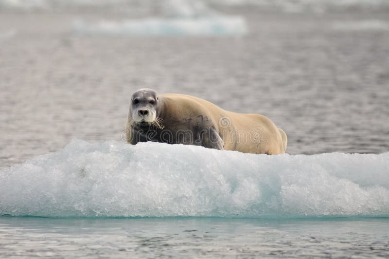 Γενειοφόρος σφραγίδα σε ένα inceberg, ο Βορράς, Spitsbergen, Svalbard, Νορβηγία στοκ φωτογραφίες με δικαίωμα ελεύθερης χρήσης Γενειοφόρος σφραγίδα σε ένα inceberg, ο Βορράς, Spitsbergen, Svalbard, Νορβηγία στοκ φωτογραφίες με δικαίωμα ελεύθερης χρήσης
