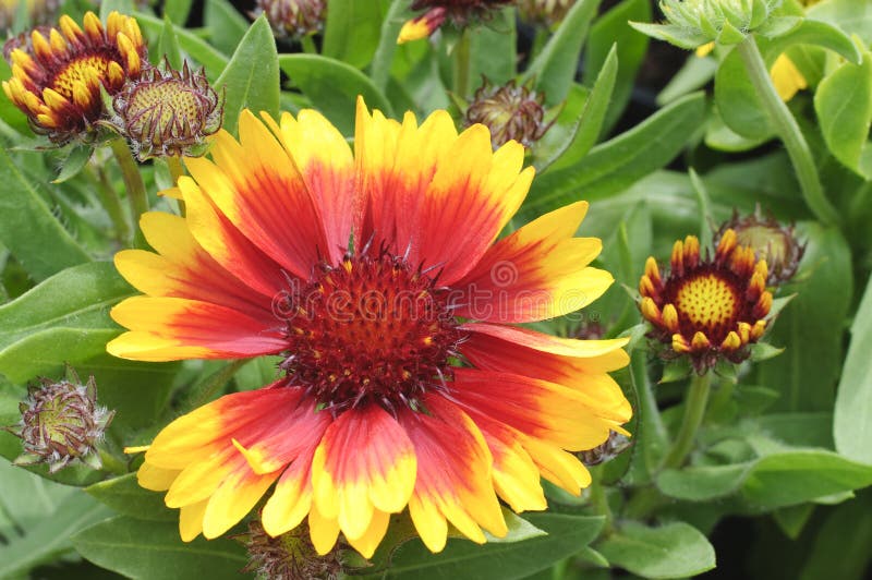 Blooming Blanket Flower with buds. Blooming Blanket Flower with buds