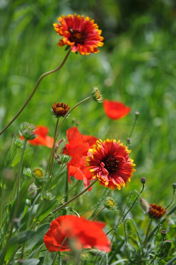 Blanket flower (Gaillardia aristata) with poppies. Blanket flower (Gaillardia aristata) with poppies