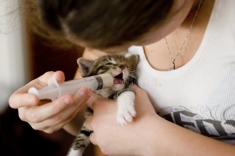 A woman feeding a new born kitten with a syringe. A woman feeding a new born kitten with a syringe