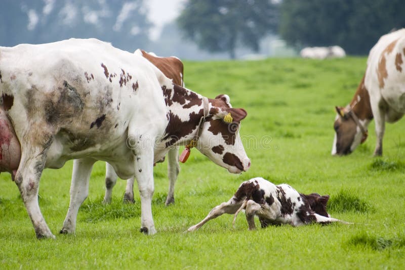 This little bull is only a thirty minutes old and is trying to get up under the careful supervision of mother cow. This little bull is only a thirty minutes old and is trying to get up under the careful supervision of mother cow.