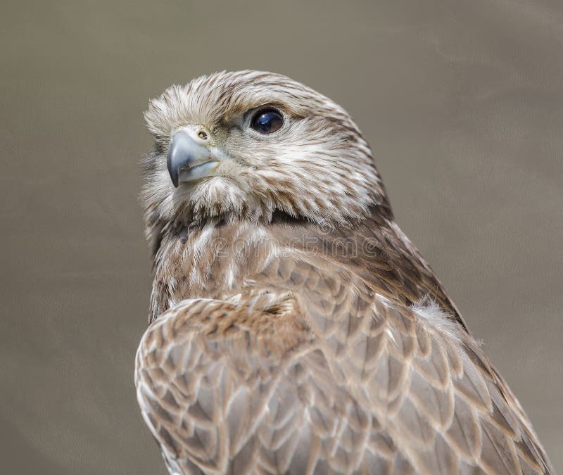 Γεράκι Saker στοκ εικόνα Γεράκι Saker στοκ εικόνα