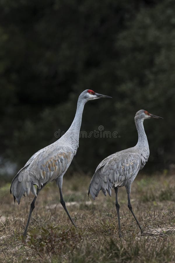 A pair of Sandhill Cranes grazing in a meadow near Rockport Texas, USA. Carol Gray. A pair of Sandhill Cranes grazing in a meadow near Rockport Texas, USA. Carol Gray