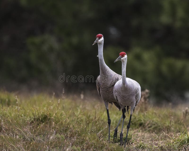 A pair of Sandhill Cranes grazing in a meadow near Rockport Texas, USA. Carol Gray. A pair of Sandhill Cranes grazing in a meadow near Rockport Texas, USA. Carol Gray