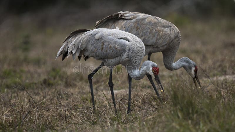 A pair of Sandhill Cranes grazing in a meadow near Rockport Texas, USA. Carol Gray. A pair of Sandhill Cranes grazing in a meadow near Rockport Texas, USA. Carol Gray