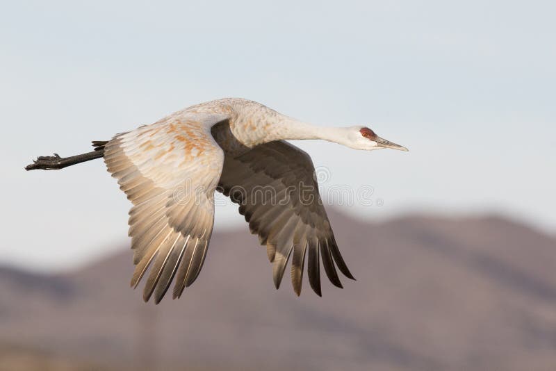 Γερανός Sandhill που πετά κοντά στα βουνά στοκ εικόνες Γερανός Sandhill που πετά κοντά στα βουνά στοκ εικόνες