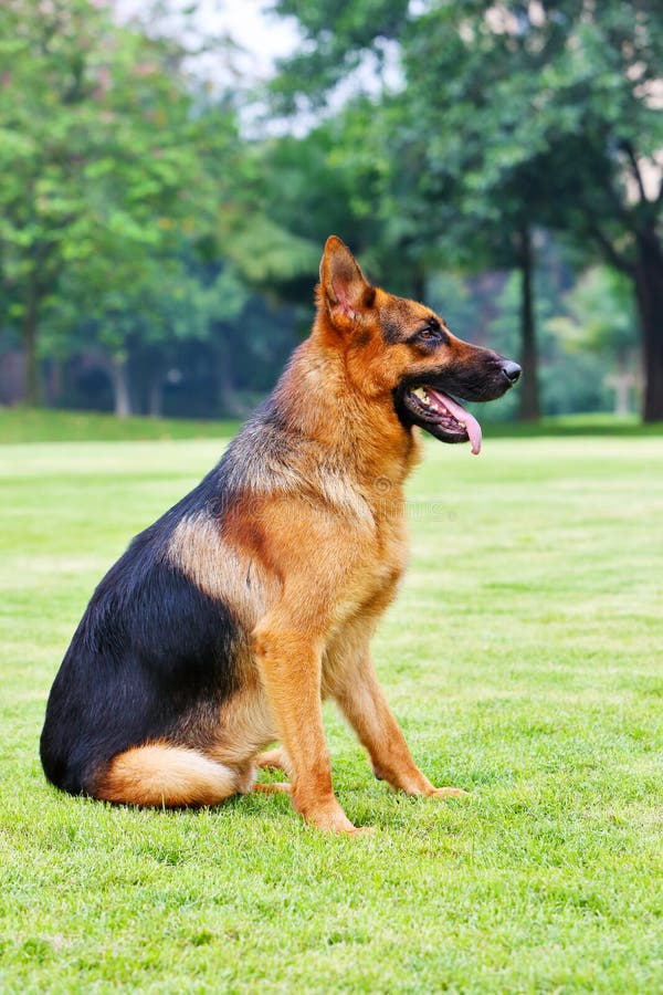 The German Shepherd Dog is a medium-sized dog breed originating in Germany, also known as the Alsatian wolf dog, German wolf dog, German shepherd, etc. The body is slightly elongated, with strong and resilient muscles, hard and sturdy bones, stable joints, appropriate limb angles, and a broad gait The coat can withstand all weather conditions. The coat color is usually a black coat with brown, yellow, and light gray spots.The German Shepherd Dog is a comprehensive product of crossbreeding from various excellent breeds in North and South Germany. They are agile, intelligent, and easy to train, suitable for various complex work environments. They are often deployed to participate in various tasks. The German Shepherd Dog is a medium-sized dog breed originating in Germany, also known as the Alsatian wolf dog, German wolf dog, German shepherd, etc. The body is slightly elongated, with strong and resilient muscles, hard and sturdy bones, stable joints, appropriate limb angles, and a broad gait The coat can withstand all weather conditions. The coat color is usually a black coat with brown, yellow, and light gray spots.The German Shepherd Dog is a comprehensive product of crossbreeding from various excellent breeds in North and South Germany. They are agile, intelligent, and easy to train, suitable for various complex work environments. They are often deployed to participate in various tasks.