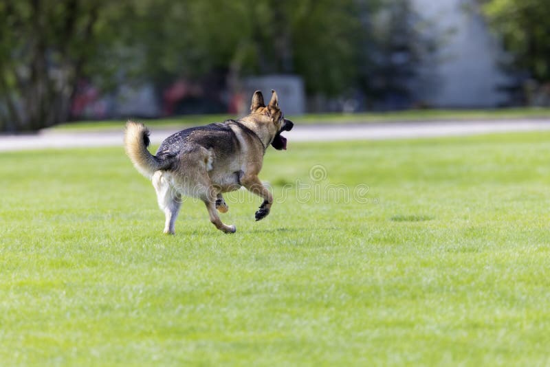 Dog. German shepherd during training. Dog. German shepherd during training