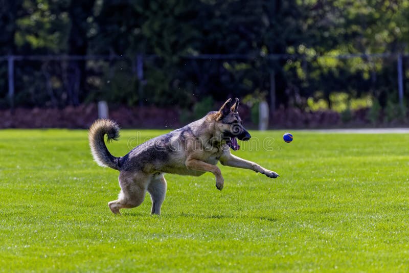 Dog. German shepherd during training. Dog. German shepherd during training