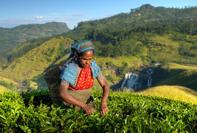 Indigenious Sri Lankan tea picker picking tea. Indigenious Sri Lankan tea picker picking tea.