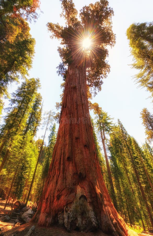 Γιγαντιαίες Sequoia και ηλιοφάνεια με το μαλακό χρυσό φως στοκ φωτογραφίες με δικαίωμα ελεύθερης χρήσης